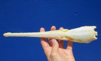 10-1/2 inches Longnose Gar Skull for Sale <font color=red> WITH RAZOR SHARP TEETH</font> for $69.99