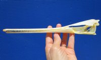 10-1/2 inches Longnose Gar Skull for Sale <font color=red> WITH RAZOR SHARP TEETH</font> for $69.99