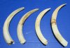 4 Lower Warthog Tusks for Sale 7-5/8 to 9-3/8 inches - Buy these for $10.63 each