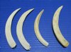4 Warthog Tusks from the Lower Jaw 5-3/4 to 6-1/2 inches - Buy these for $22.50 Plus $6.95 Fist Class Mail Shipping
