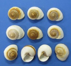 2-1/2 to 3 inches Muffin Snail Shells <font color=red> Wholesale</font> - Case of 250 @ .36 each;