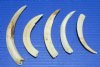 5 Lower Warthog Tusks for Sale 4-1/2 to 6-3/4 inches - Buy the ones pictured for $19.99 plus $6.95 First Class Mail