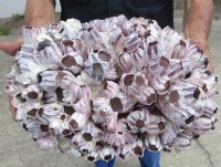 12 by 9 inches Spectacular Extra Large Purple Barnacle Cluster for Sale - Buy this one for $29.99
