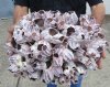 12 by 9 inches Extra Large Purple Barnacle Cluster resembling clusters of miniature bells - Buy this one for $29.99