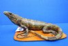 12 inches Mexican Spiny Iguana Full Body Mount on Wood Base, Ctenosaura pectinata - Buy this one for $174.99