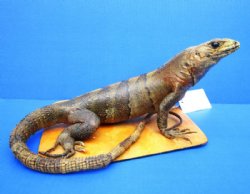 13 inches Real Taxidermy Full Mount Mexican Spiny Iguana  for $174.99