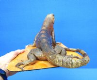 13 inches Real Taxidermy Full Mount Mexican Spiny Iguana Mounted on a Wooden Base for Sale - Buy this one for $174.99