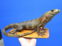 13 inches Real Taxidermy Full Mount Mexican Spiny Iguana Mounted on a Wooden Base for Sale - Buy this one for $174.99