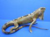 15 inches Real Taxidermy Full Mount Green Iguana for Sale, Free Standing (damage to feet) - Buy this one for $139.99