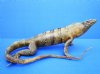 12-1/2 inches Free Standing Taxidermy Mexican Spiny Iguana for Sale, (some damage to feet) - Buy this one for $139.99