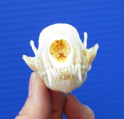 3 inches North American Skunk Skull for Sale for $27.99