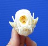 3 inches North American Skunk Skull for Sale - Buy this one for <font color=red> $27.99</font> (Plus $7.50 First Class Mail)