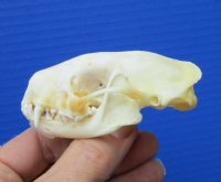3 inches North American Skunk Skull for Sale for $27.99