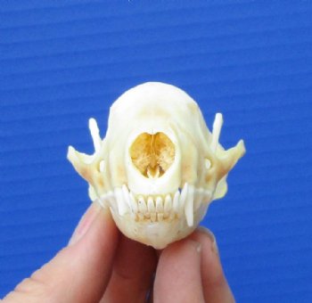 3-1/8 inches North American Skunk Skull for Sale for $27.99
