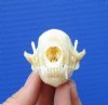 3-1/8 inches  North American Skunk Skull for Sale - Buy this one for<font color=red>$27.99</font> (Plus $5.50 First Class Mail)