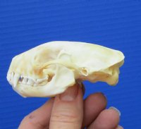 3-1/8 inches North American Skunk Skull for Sale for $27.99