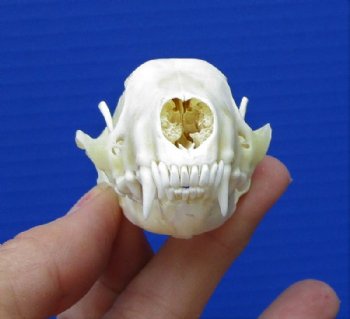 3 inches Skunk Skull for Sale for $27.99