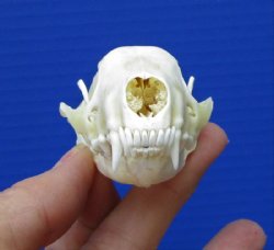 3 inches Skunk Skull for Sale for $27.99