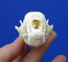 3 inches Skunk Skull for Sale - Buy this one for <font color=red>$27.99</font> (Plus $7.50 first class mail)
