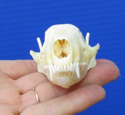 3 inches Skull Skull for Sale for Skull Collectors for $27.99