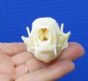 3 inches Skull Skull for Sale for Skull Collectors - Buy this one for <font color=red>$27.99</font> Plus $7.50 First Class Mail