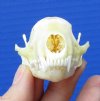 2-3/4 inches North American Skunk Skull for Collecting - Buy this one for <font color=red>$27.99</font> ( Plus $5.50 First Class Mail)