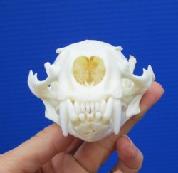 4-3/8 by 2-7/8 inches North American River Otter Skull for Sale <font color=red> Grade A Beetle Cleaned</font> for $59.99