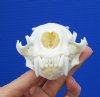 4-3/8 by 2-7/8 inches North American Otter Skull for Sale <font color=red> Grade A Beetle Cleaned</font> - Buy this one for <font color=red> $54.99 </font> (Plus $8.50 First Class Mail)