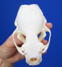 4-3/8 by 2-7/8 inches North American River Otter Skull for Sale <font color=red> Grade A Beetle Cleaned</font> for $59.99