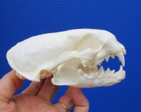 4-3/8 by 2-7/8 inches North American River Otter Skull for Sale <font color=red> Grade A Beetle Cleaned</font> for $59.99