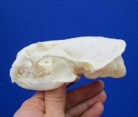 4-3/8 by 2-7/8 inches North American River Otter Skull for Sale <font color=red> Grade A Beetle Cleaned</font> for $59.99