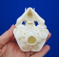 4-3/8 by 2-7/8 inches North American River Otter Skull for Sale <font color=red> Grade A Beetle Cleaned</font> for $59.99
