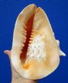 7-3/4 by 7 inches Real Cassis Cornuta Seashell for Sale, or Yellow Helmet Shell - Buy this one for $18.99