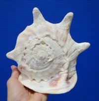 7-3/4 by 7 inches Real Cassis Cornuta Seashell for Sale, or Yellow Helmet Shell - Buy this one for $18.99
