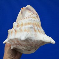 7-3/4 by 7 inches Real Cassis Cornuta Seashell for Sale, or Yellow Helmet Shell - Buy this one for $18.99