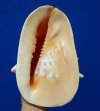 10 by 8-1/2 inches Beautiful Horned Helmet Shell for Sale, Cassis Cornuta - Buy this hand selected shell for $29.99