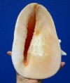 8-3/4 by 7-1/4 inches Beautiful Horned Helmet Shell for Sale, Cassis Cornuta, - Buy this hand selected shell for $19.99