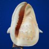 9-1/8 by 9 inches Gorgeous Cassis Cornuta Shell for Sale, Horned Helmet - Buy this hand picked shell for $24.99