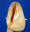 10-1/2 by 7-1/2 inches Fabulous Cassis Cornuta, Horned Helmet Shell for Sale - Buy this one for $29.99