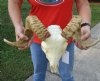 <font color=red> Grade A</font> African Merino Ram, Sheep Skull for Sale with 21 inches Horns (small amount red paint on horns) - Buy this one for $159.99