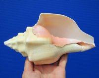 West Indian Chank Shell for Sale 8 by 4-1/2 inches - Buy this nice shell for $16.99