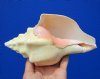 West Indian Chank Shell for Sale 8 by 4-1/2 inches - Buy this nice shell for $16.99