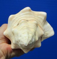 8-1/2 by 4-1/2 inches West Indian Chank Shell for Decorating - Buy this hand picked shell for $16.99