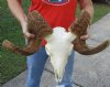 Large Authentic Merino Ram, Sheep Skull with 29 inches Horns (horns don't fit down to skull cap, rough spots, missing some teeth) - Buy this one for $179.99