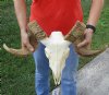 Authentic African Merino Ram, Sheep Skull with 27 inches Horns (horns won't slide down to skull cap, split at end, palnt)  Buy this one for $169.99