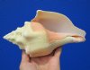 8 by 4-1/4 inches West Indian Chank Shell for Decorating - Buy this hand picked shell for $16.99