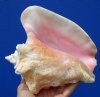 7-3/4 by 7 inches Authentic Queen Conch Shell for Sale - Buy this hand picked shell for $14.99