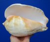 8-1/2 by 5-3/4 inches Real Eastern Pacific Giant Conch Shell for Sale - Buy this hand selected shell for $22.99