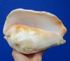 7-7/8 inches long Eastern Pacific Giant Conch Shell for Sale - Buy this hand picked shell for $22.99