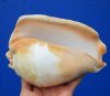 7-1/4 by 5-1/4 inches Beautiful Eastern Pacific Giant Conch Shell for Sale - Buy this hand picked one for $22.99 